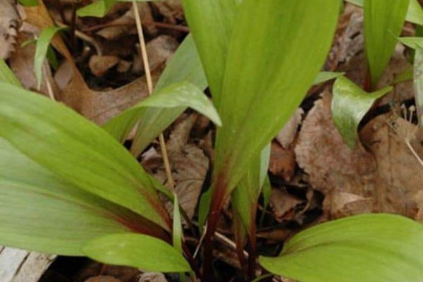 Кракен что это магазин